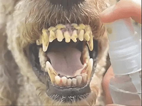 🔥Teeth Cleaning Spray with Oral Probiotics for Dogs & Cats